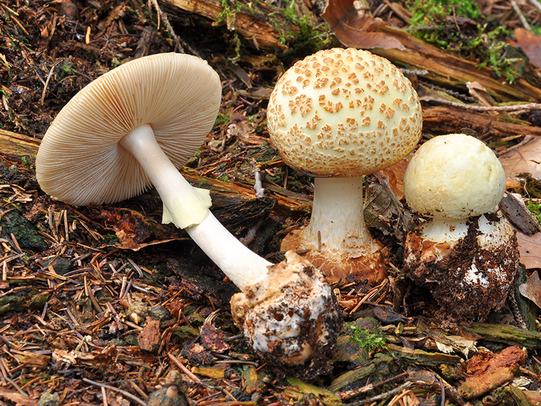 Amanita citrina