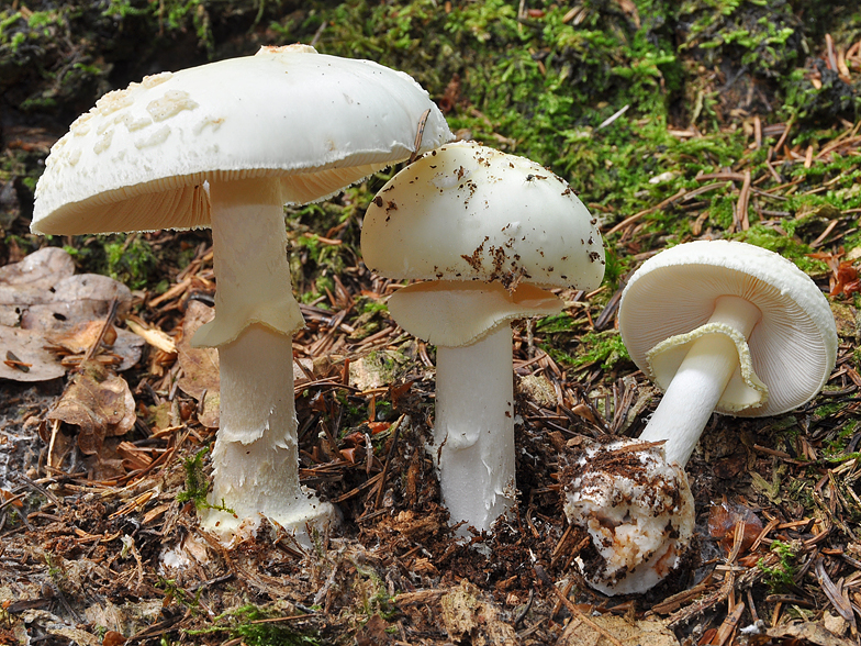 Amanita citrina