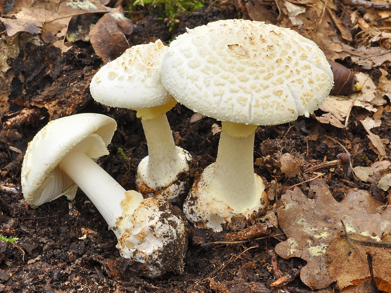 Amanita citrina