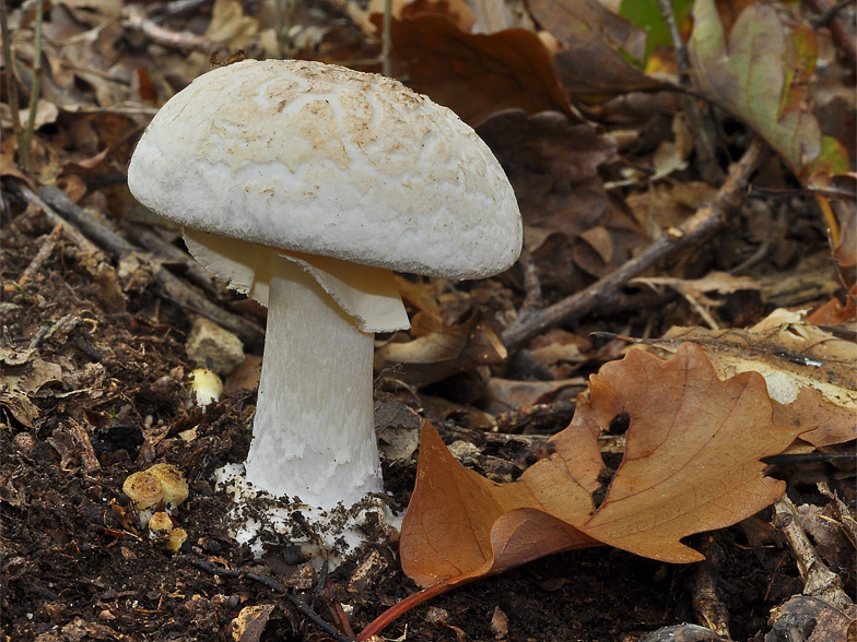 Amanita citrina