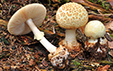 Amanita citrina