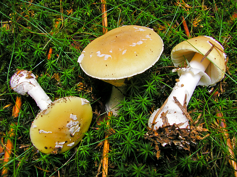 Amanita junquillea