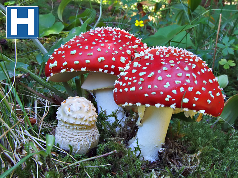 Amanita muscaria