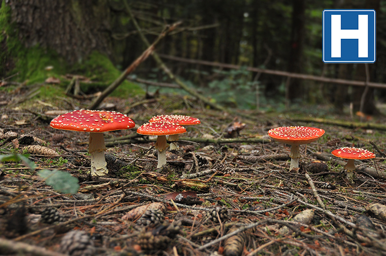 Amanita muscaria