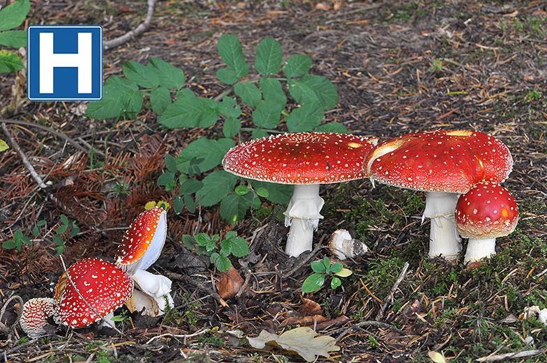 Amanita muscaria