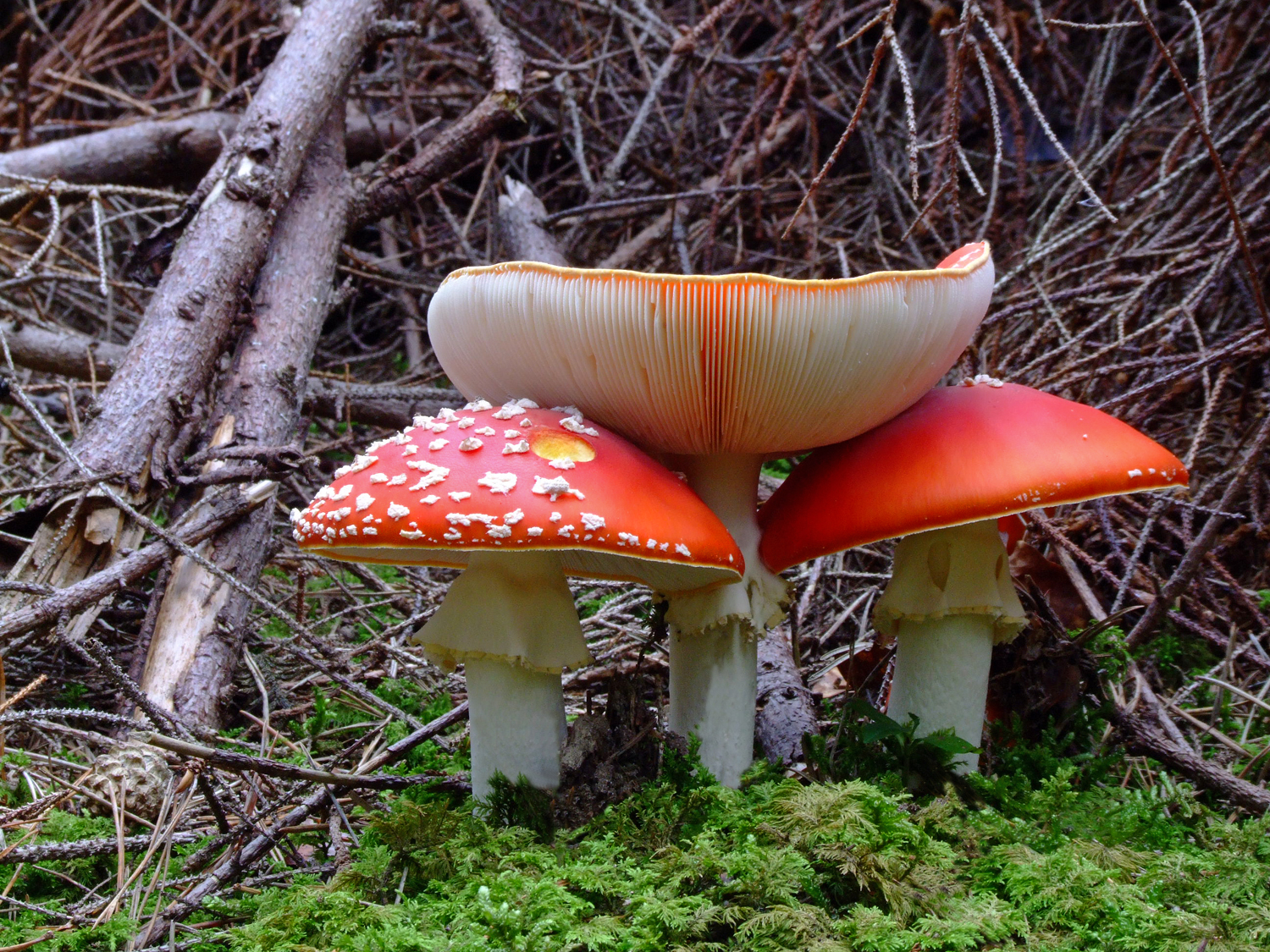 Amanita muscaria