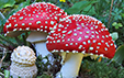 Amanita muscaria