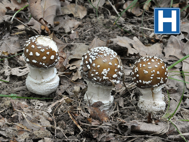 Amanita pantherina