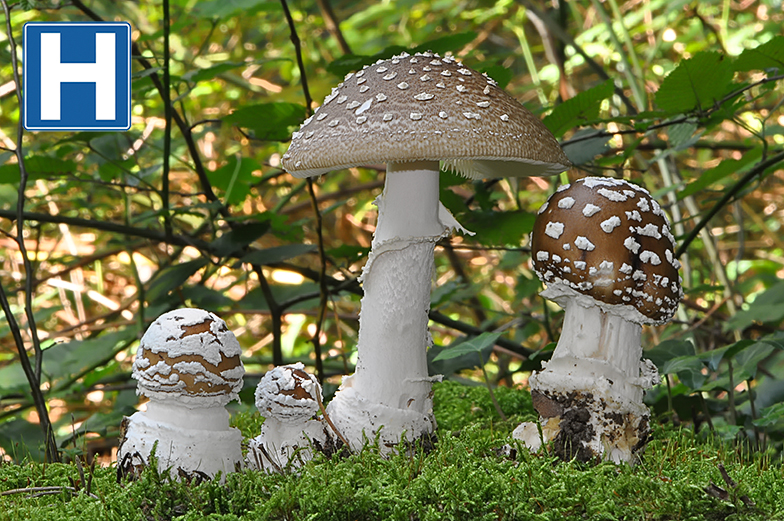 Amanita pantherina