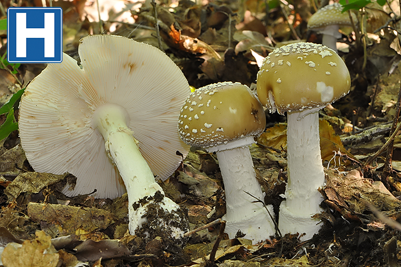 Amanita pantherina