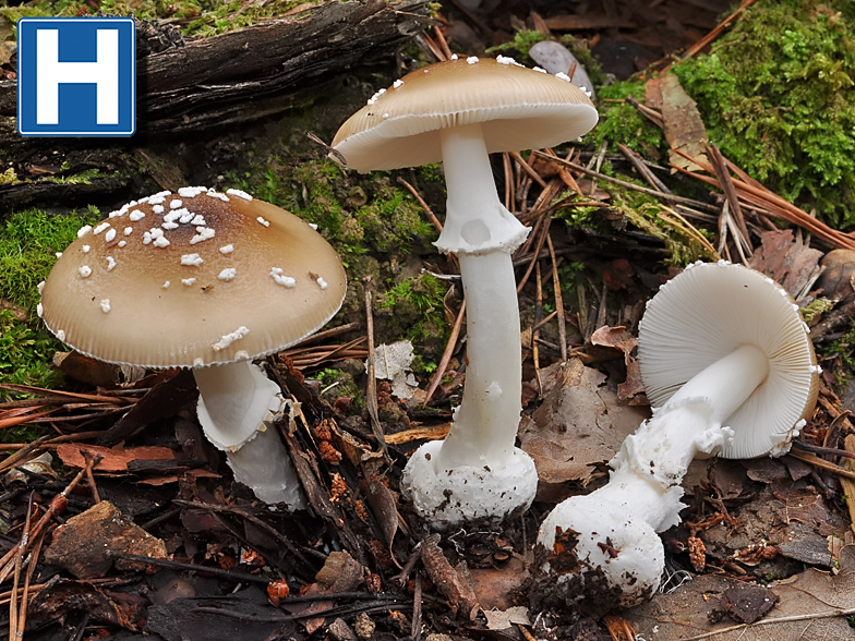 Amanita pantherina