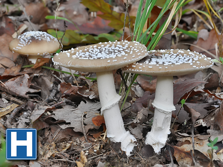 Amanita pantherina