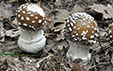 Amanita pantherina