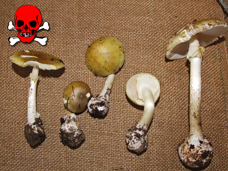 Amanita phalloides