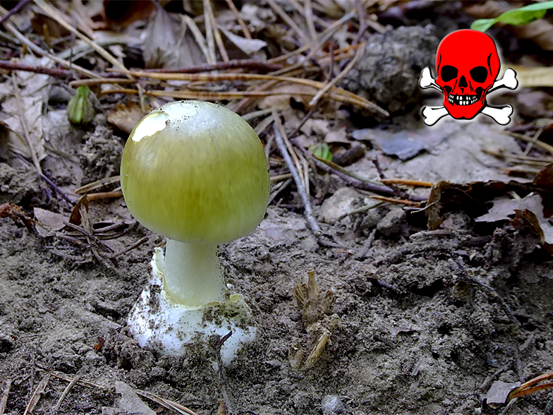 Amanita phalloides