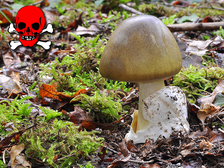 Amanita phalloides