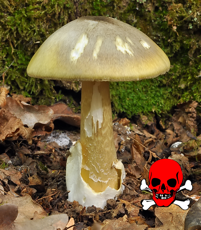 Amanita phalloides