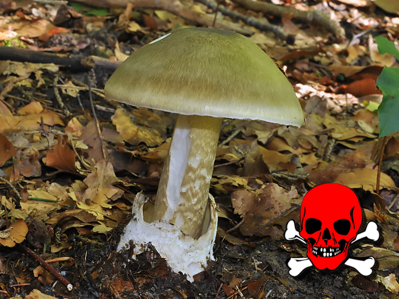 Amanita phalloides