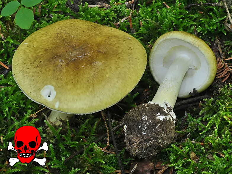 Amanita phalloides