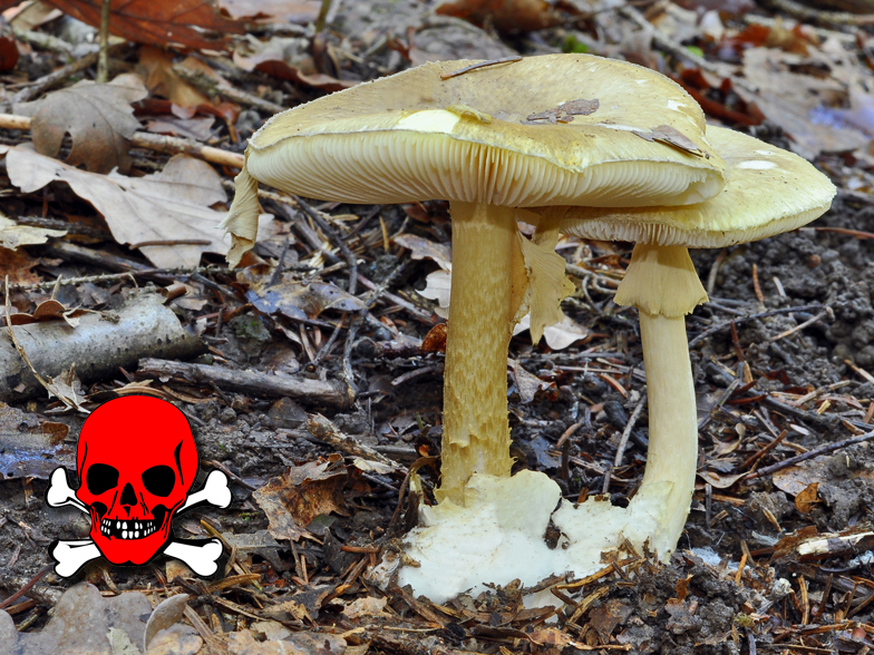 Amanita phalloides