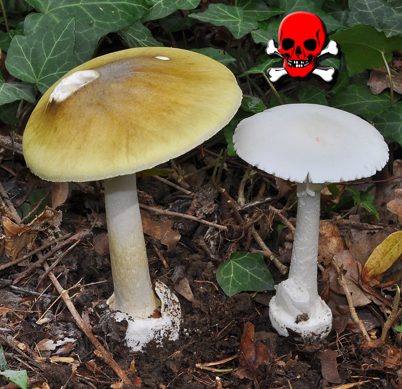 Amanita phalloides et alba