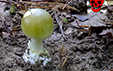 Amanita phalloides