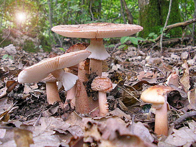 Amanita rubescens