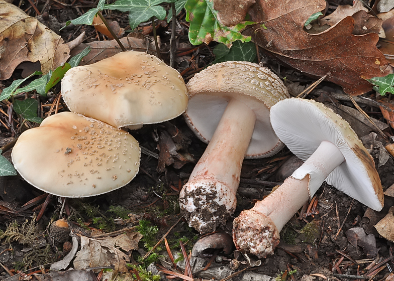 Amanita rubescens