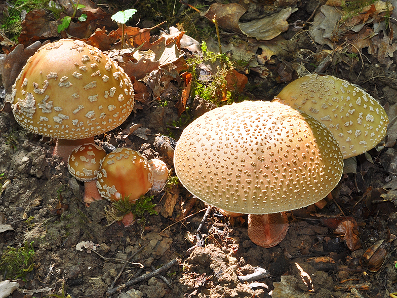 Amanita rubescens Chancy