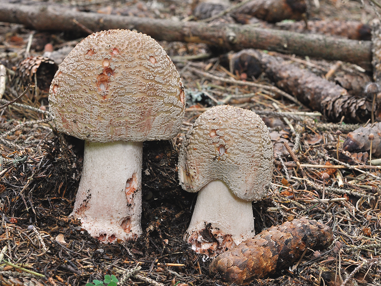 Amanita rubescens