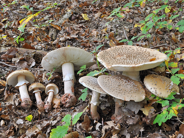 Amanita rubescens