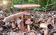 Amanita rubescens