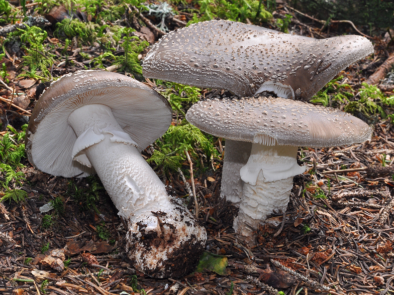 Amanita spissa