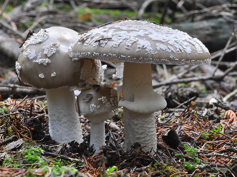 Amanita spissa