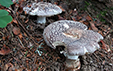 Amanita spissa