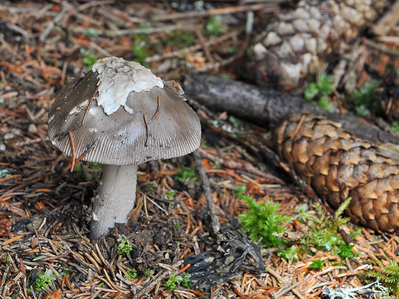 Amanita vaginata