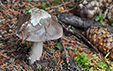 Amanita vaginata