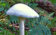 Amanita virosa