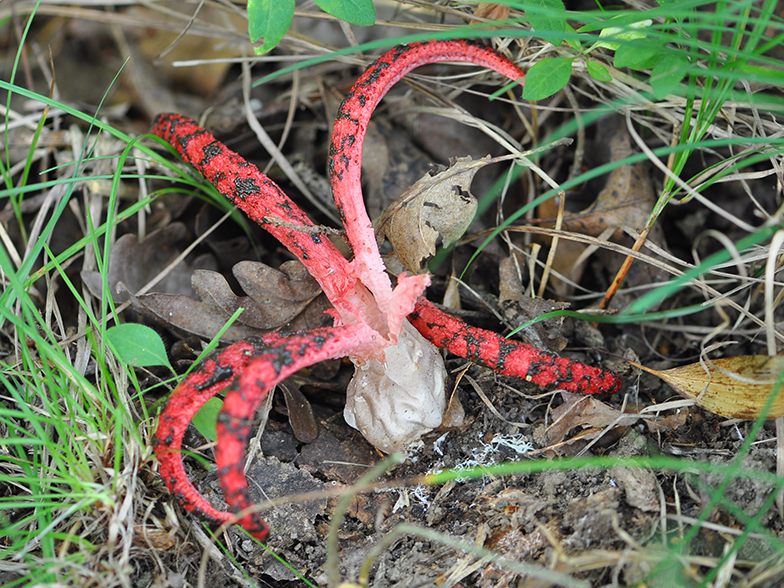 Anthurus archeri