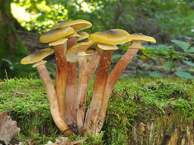 Armillaria mellea