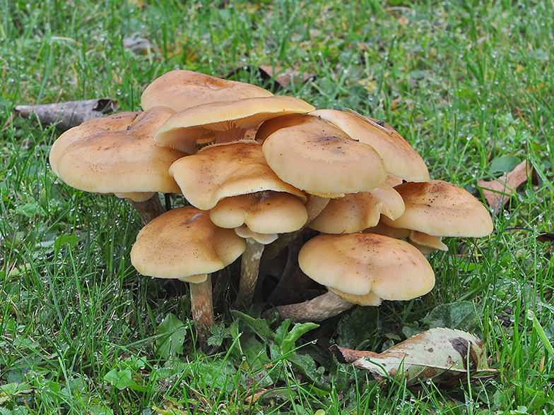 Armillaria mellea