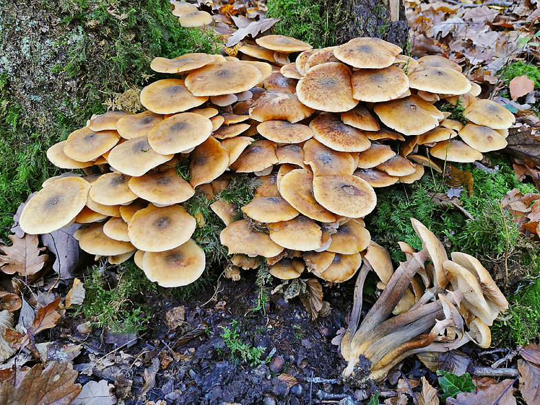 Armillaria mellea