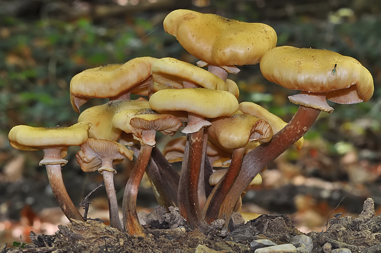 Armillaria mellea