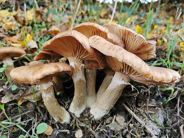 Armillaria mellea