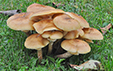 Armillaria mellea