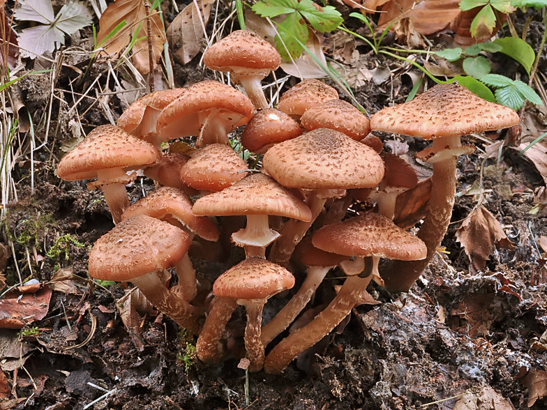 Armillaria ostoyae