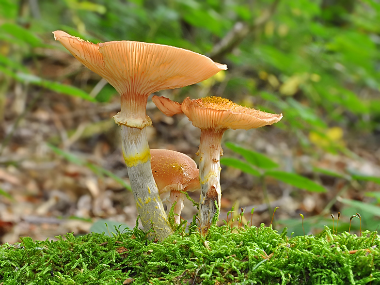 Armillaria mellea