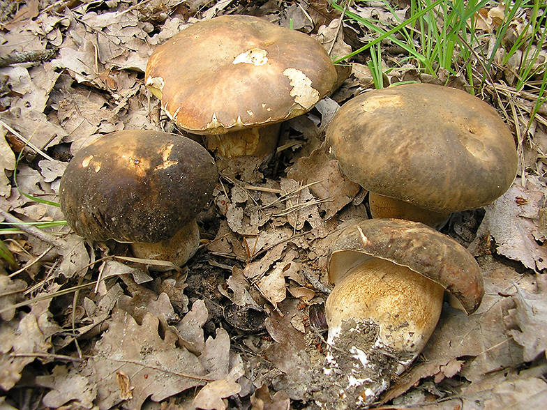 Boletus aereus