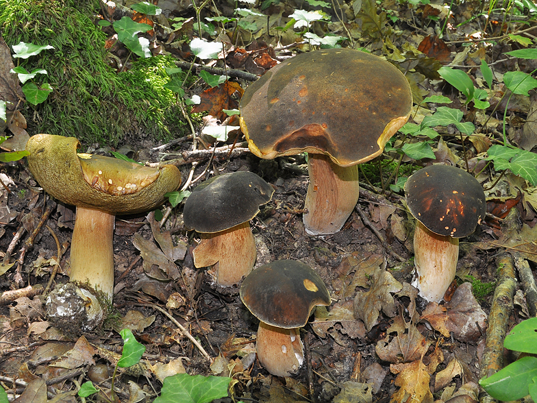 Boletus aereus