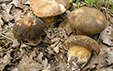 Boletus aereus